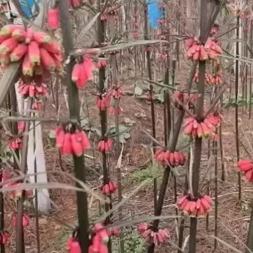 黄精苗，老虎姜苗。仙人余粮苗，救穷草苗