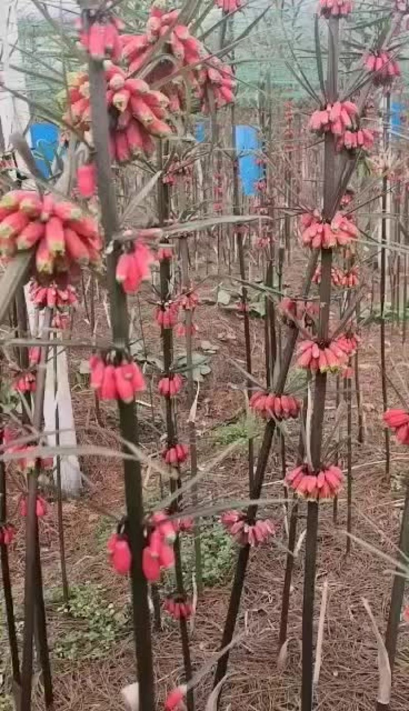 黄精苗，老虎姜苗。仙人余粮苗，救穷草苗