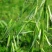 无芒雀麦种子多年生耐寒草四季青畜禽牧草籽猪牛羊驴鸡鹅兔鱼