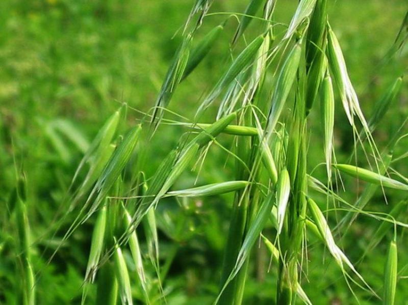 无芒雀麦种子多年生耐寒草四季青畜禽牧草籽猪牛羊驴鸡鹅兔鱼