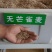 无芒雀麦种子多年生耐寒草四季青畜禽牧草籽猪牛羊驴鸡鹅兔鱼