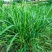 无芒雀麦种子多年生耐寒草四季青畜禽牧草籽猪牛羊驴鸡鹅兔鱼