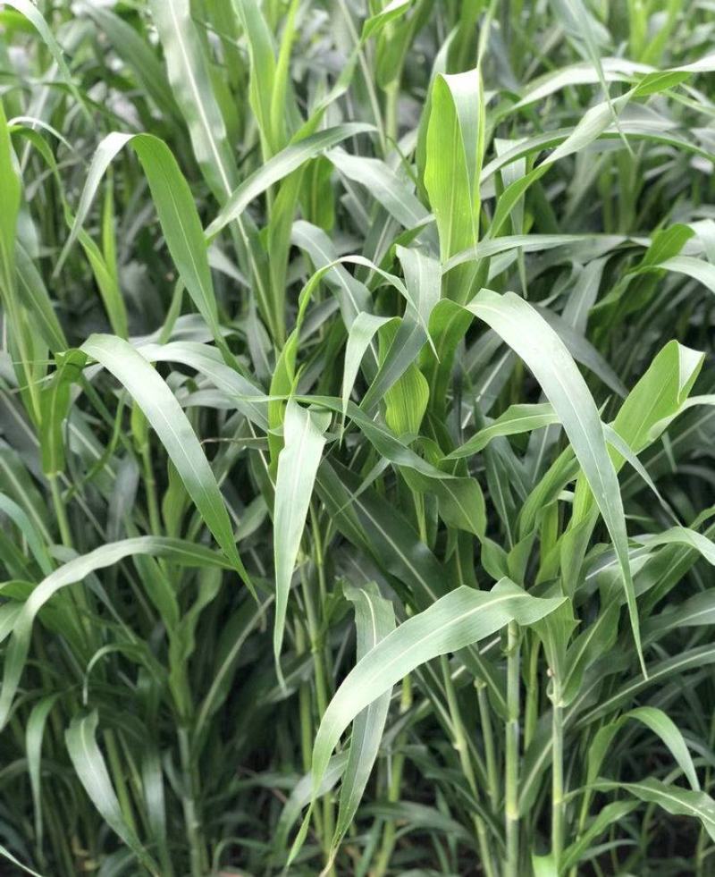 牧草高丹草种子糖王养殖猪牛羊草草种籽鸡鸭鹅鱼草种籽子