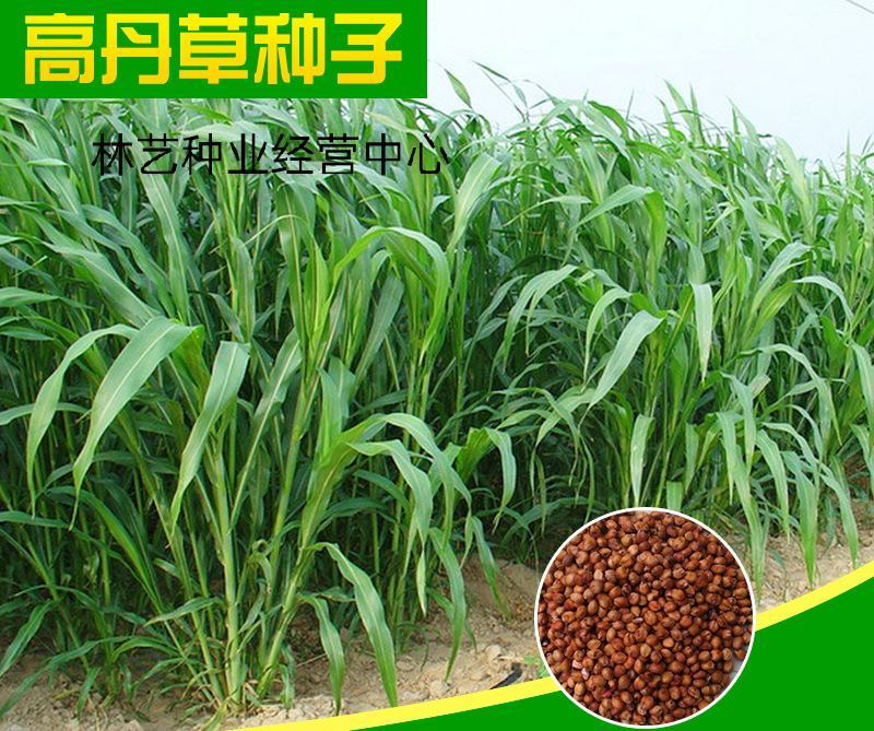 牧草高丹草种子糖王养殖猪牛羊草草种籽鸡鸭鹅鱼草种籽子