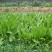鲁梅克斯种子俄罗斯饲料菜多年生牧草种籽猪牛羊鸡鸭鹅