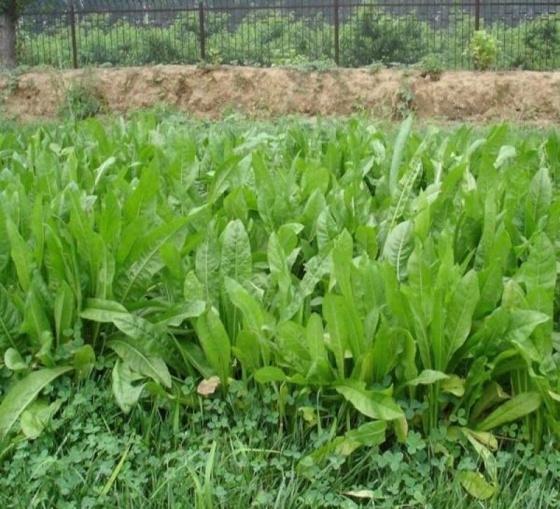 鲁梅克斯种子俄罗斯饲料菜多年生牧草种籽猪牛羊鸡鸭鹅