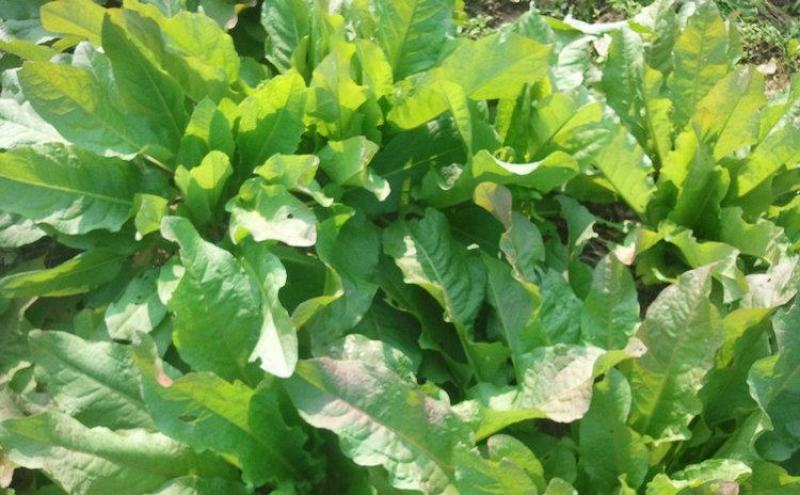 鲁梅克斯种子俄罗斯饲料菜多年生牧草种籽猪牛羊鸡鸭鹅