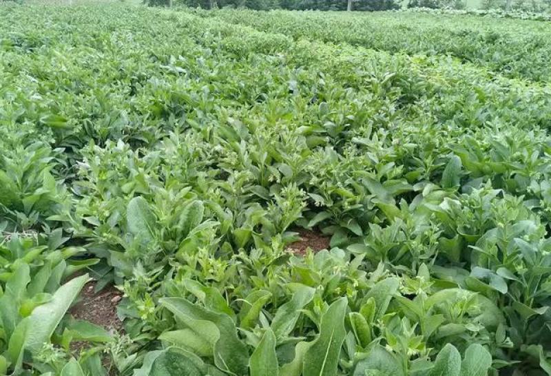 鲁梅克斯种子俄罗斯饲料菜多年生牧草种籽猪牛羊鸡鸭鹅