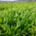 鲁梅克斯种子俄罗斯饲料菜多年生牧草种籽猪牛羊鸡鸭鹅
