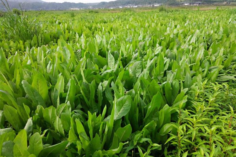 鲁梅克斯种子俄罗斯饲料菜多年生牧草种籽猪牛羊鸡鸭鹅