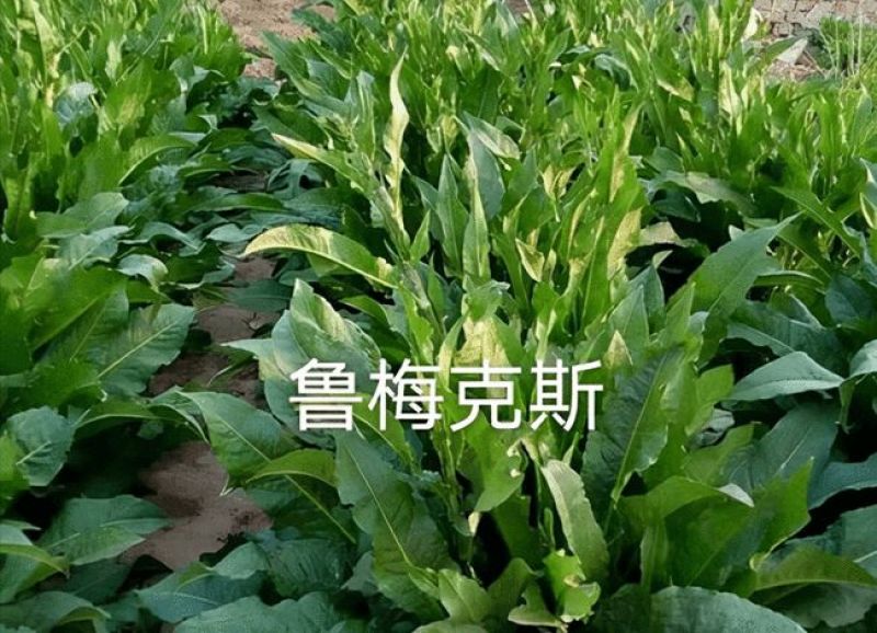 鲁梅克斯种子俄罗斯饲料菜多年生牧草种籽猪牛羊鸡鸭鹅