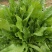鲁梅克斯种子俄罗斯饲料菜多年生牧草种籽猪牛羊鸡鸭鹅