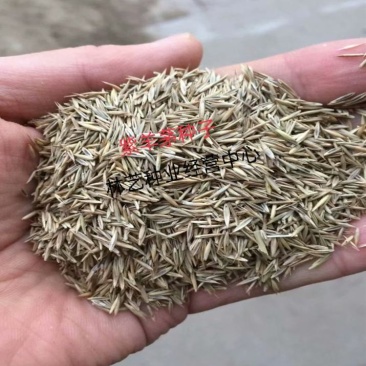 紫羊茅种子耐寒耐寒耐践踏草坪种子庭院护坡林下观赏草坪