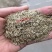 紫羊茅种子耐寒耐寒耐践踏草坪种子庭院护坡林下观赏草坪