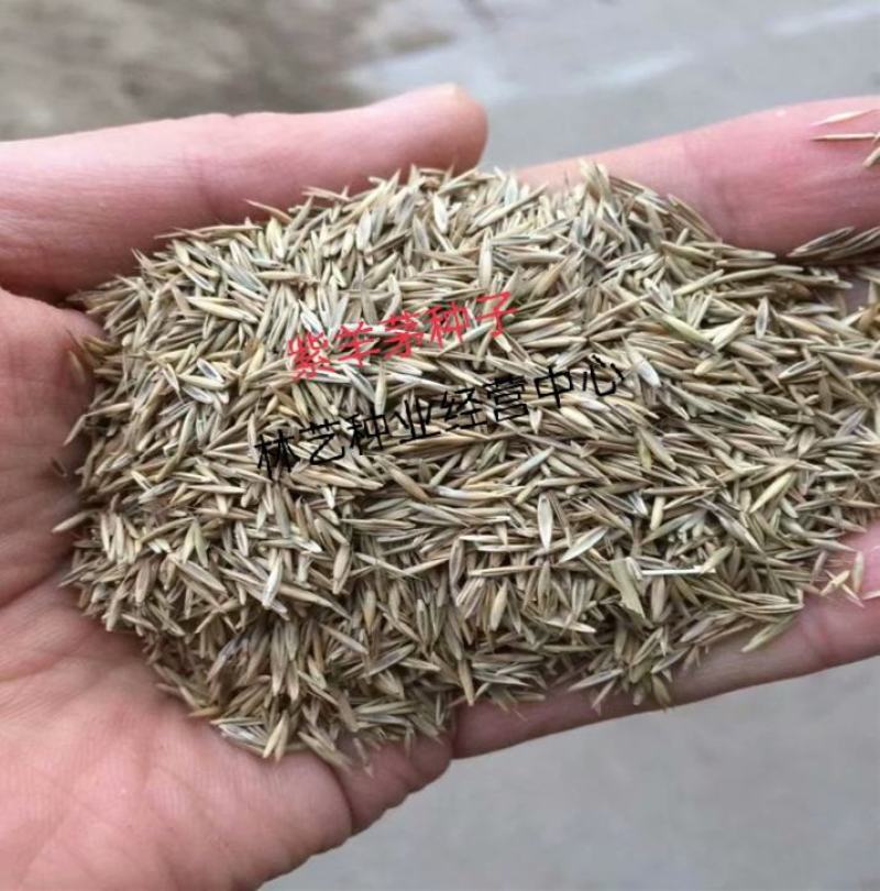 紫羊茅种子耐寒耐寒耐践踏草坪种子庭院护坡林下观赏草坪