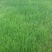 紫羊茅种子耐寒耐寒耐践踏草坪种子庭院护坡林下观赏草坪