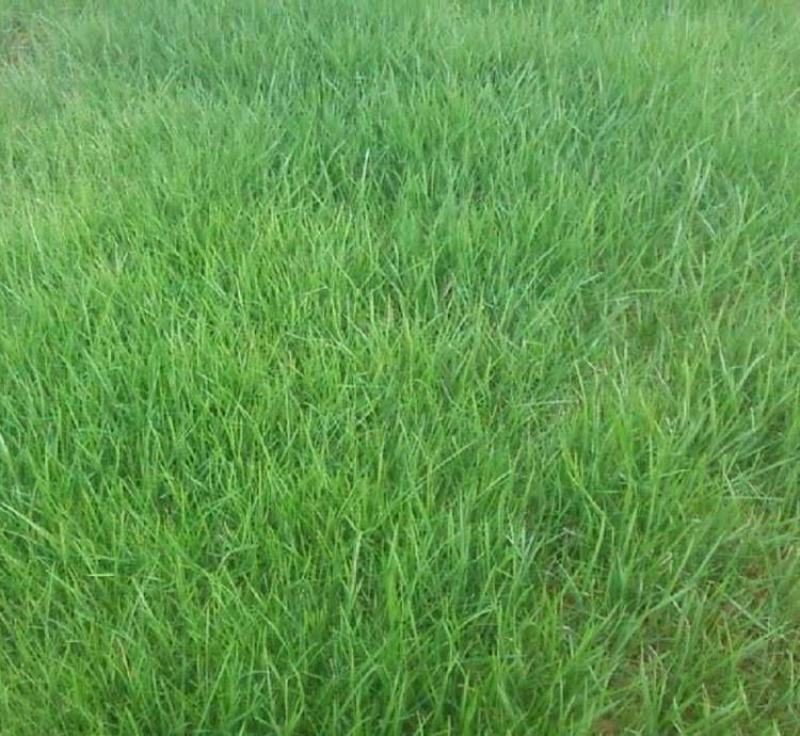 紫羊茅种子耐寒耐寒耐践踏草坪种子庭院护坡林下观赏草坪