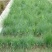 紫羊茅种子耐寒耐寒耐践踏草坪种子庭院护坡林下观赏草坪