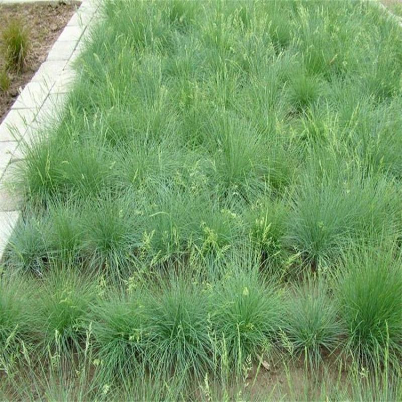 紫羊茅种子耐寒耐寒耐践踏草坪种子庭院护坡林下观赏草坪