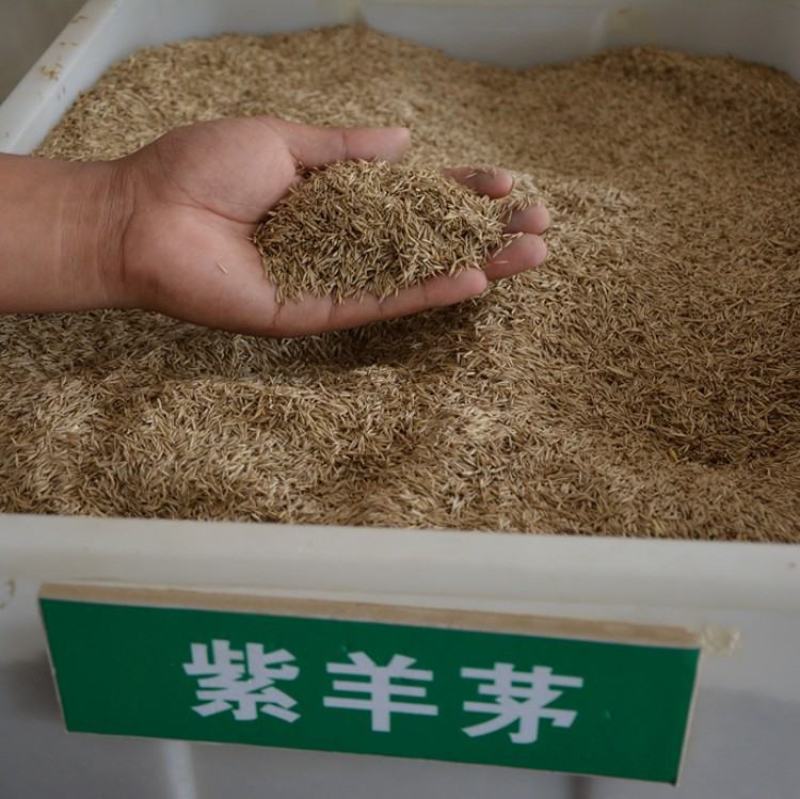 紫羊茅种子耐寒耐寒耐践踏草坪种子庭院护坡林下观赏草坪
