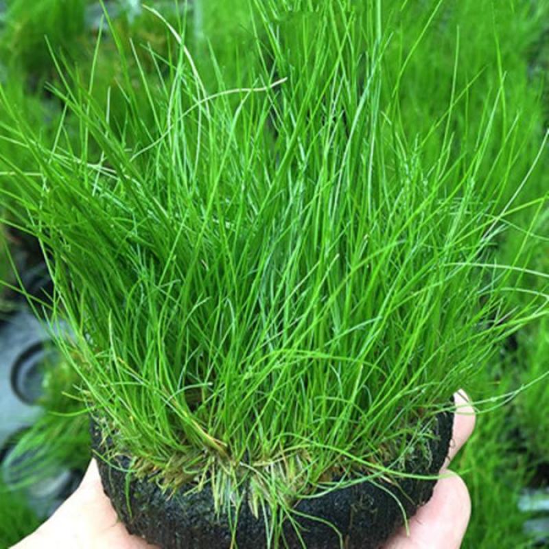 紫羊茅种子耐寒耐寒耐践踏草坪种子庭院护坡林下观赏草坪
