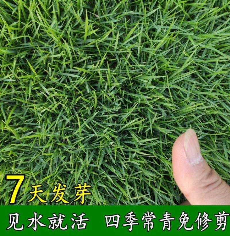 草坪种子草籽四季常青免修剪狗牙根马尼拉庭院护坡草皮草子种