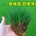 草坪种子草籽四季常青免修剪狗牙根马尼拉庭院护坡草皮草子种