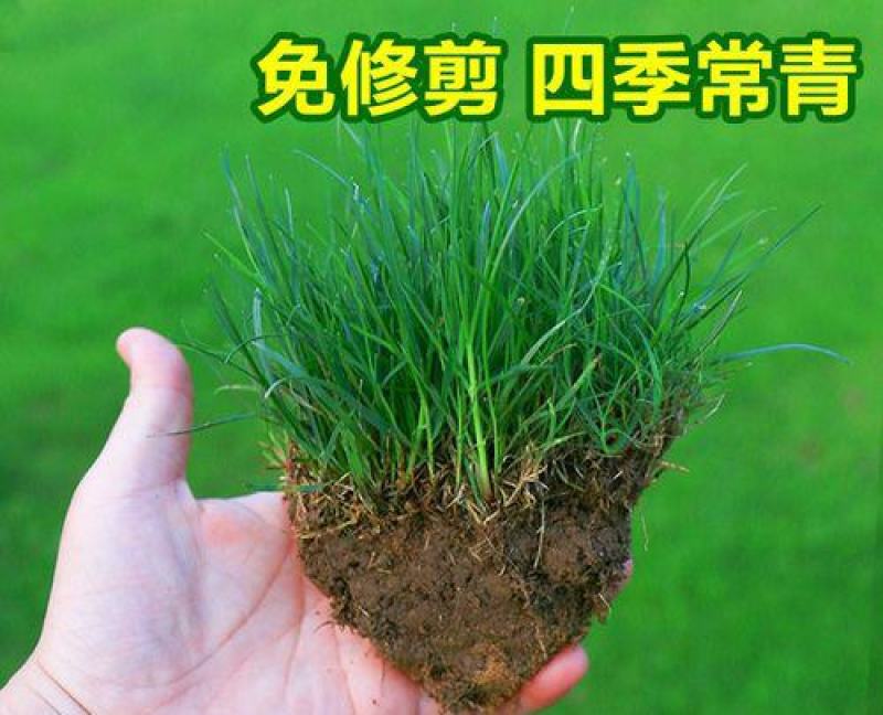 草坪种子草籽四季常青免修剪狗牙根马尼拉庭院护坡草皮草子种
