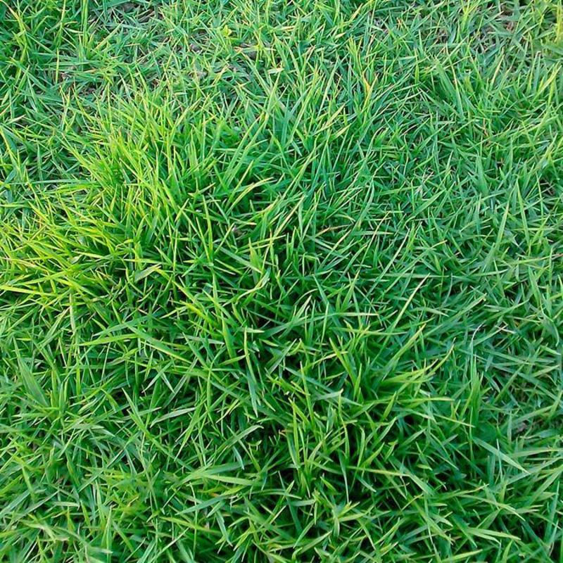 草坪种子草籽四季常青免修剪狗牙根马尼拉庭院护坡草皮草子种