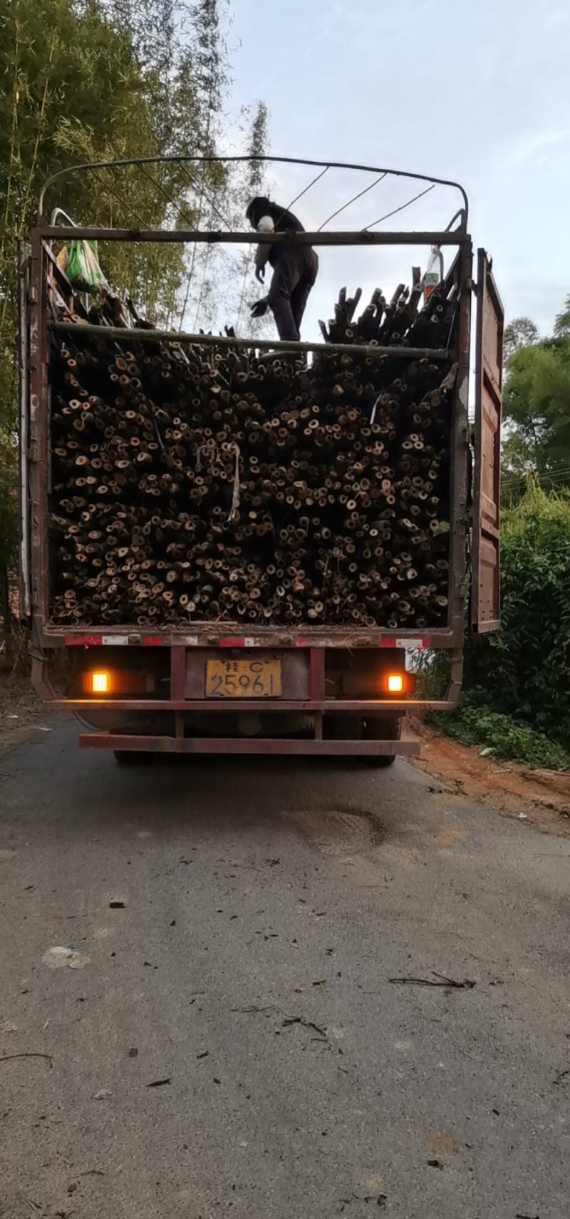 竹子排山竹搭建篙竹