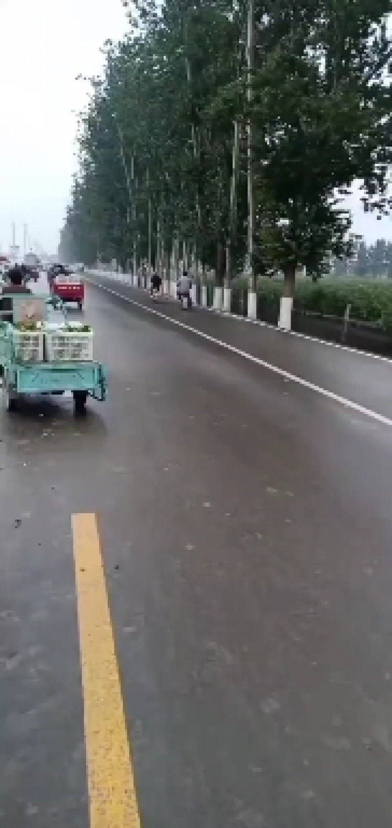 梨枣，昌邑大陆村富硒梨枣