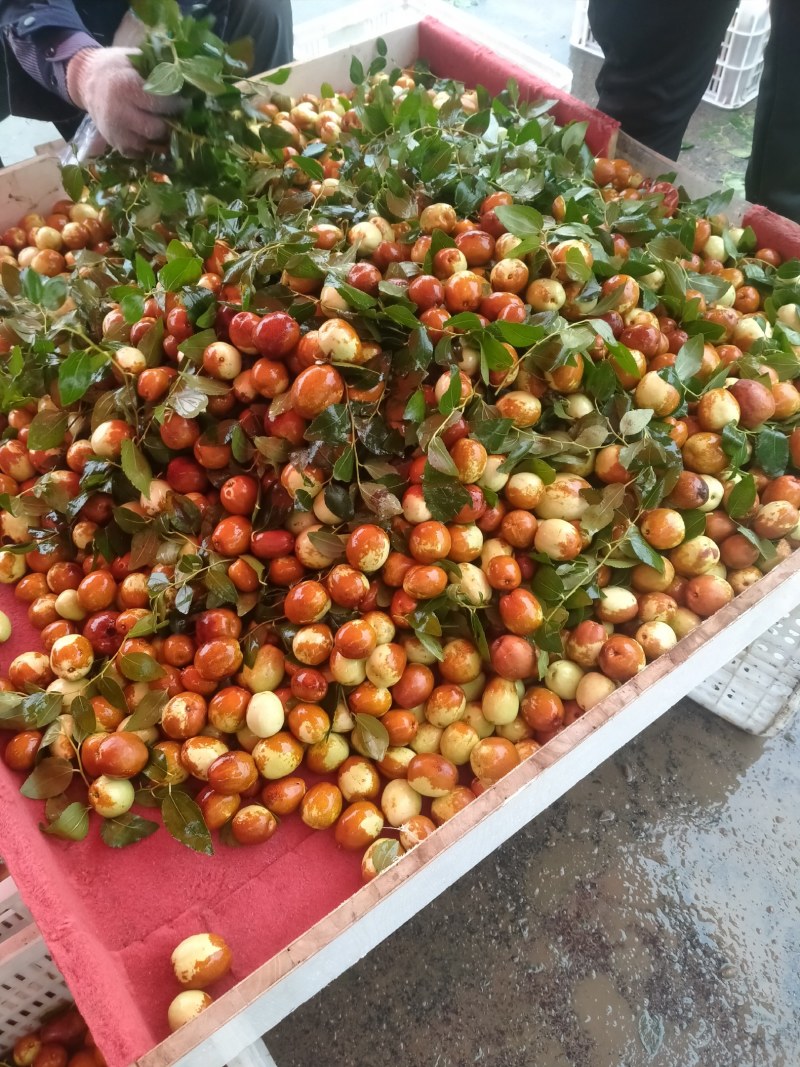 梨枣，昌邑大陆村富硒梨枣