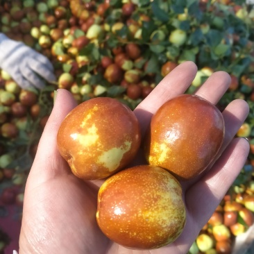 梨枣，昌邑大陆村富硒梨枣