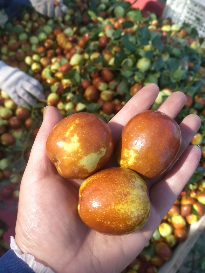 梨枣，昌邑大陆村富硒梨枣