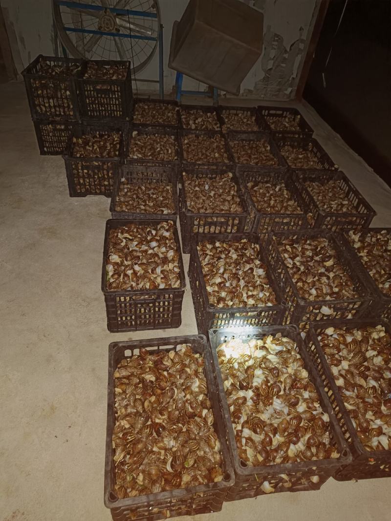 优质商品牛出售，（养殖有风险，投资需谨慎）
