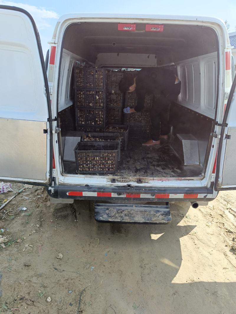 优质商品牛出售，（养殖有风险，投资需谨慎）
