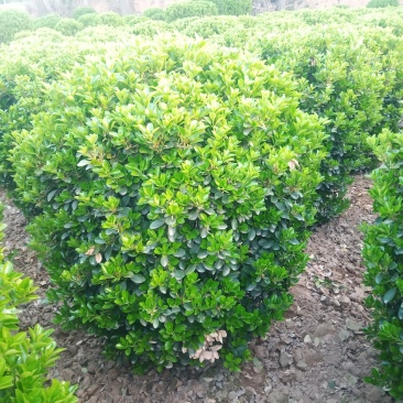 【推荐】大叶黄杨球80.....1米，冠浮饱满