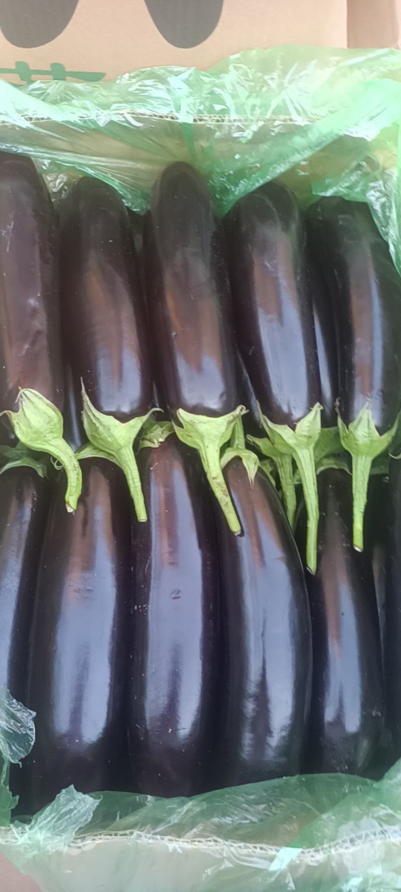 紫茄东北精品长茄大量上市基地直供质量保证全国发货