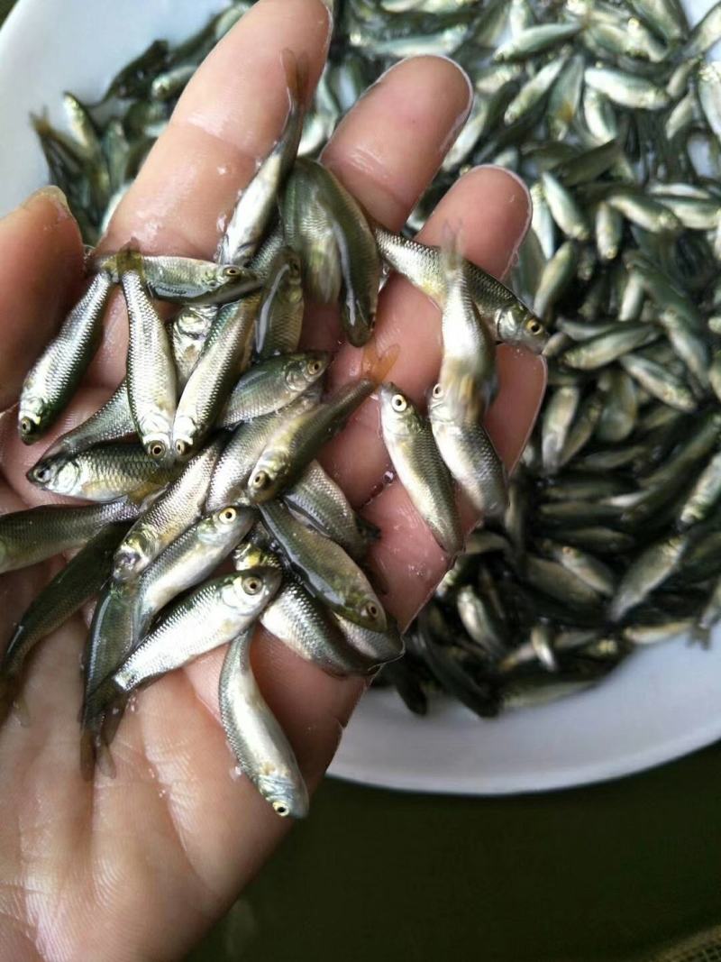 草鱼苗…