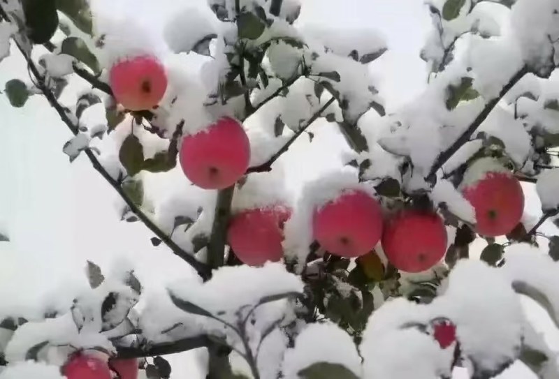 甘肃高山冰糖心红富士
