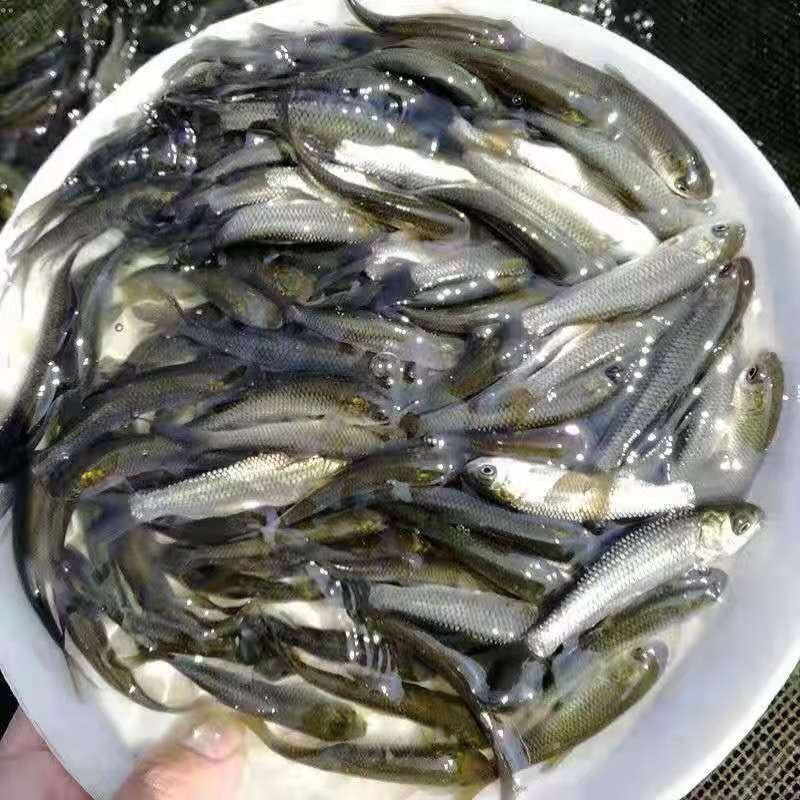 草鱼苗…