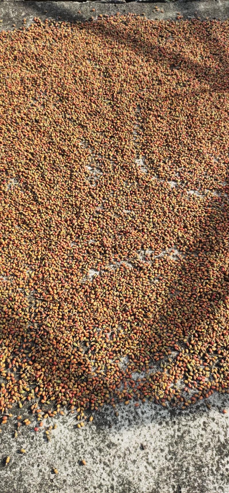 广西野生的，红豆蒄，保证质量，一手货源，保证新鲜