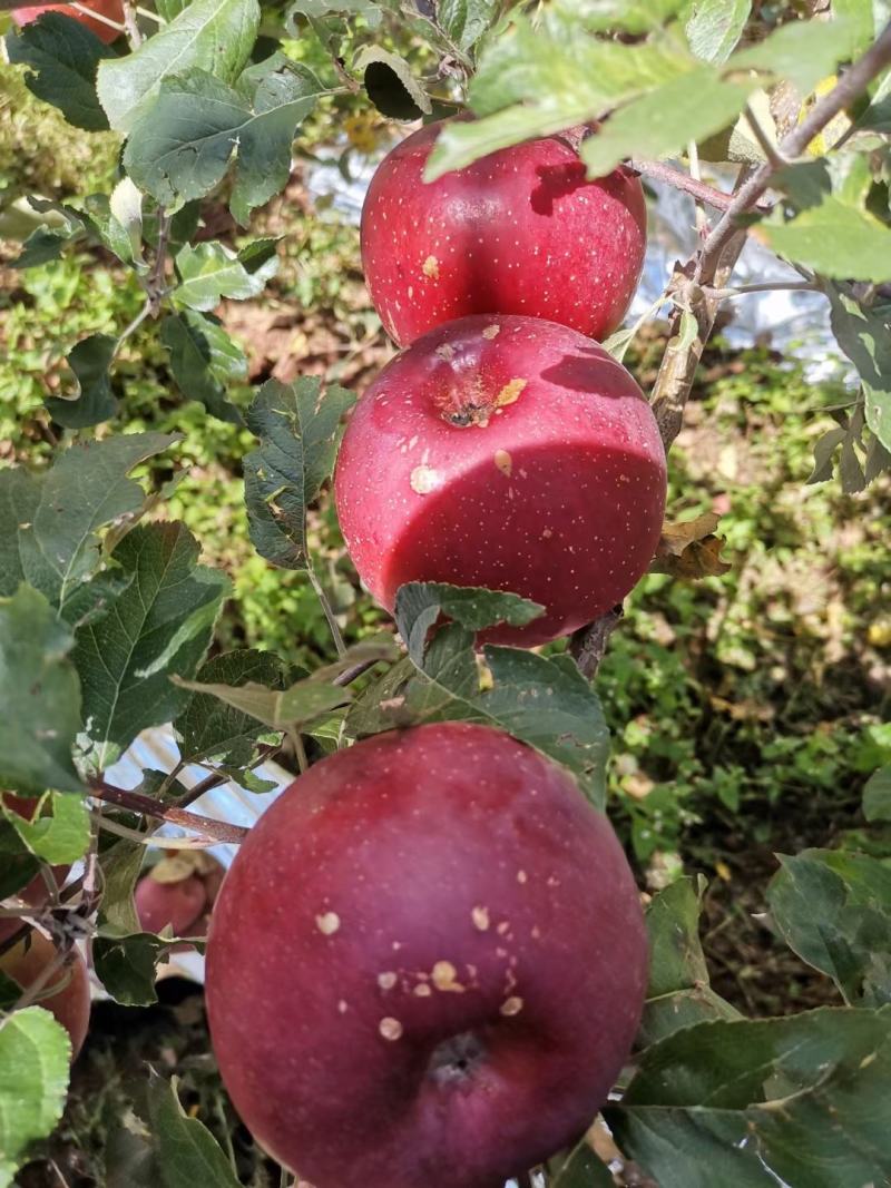 大凉山盐源苹果丑苹果糖心苹果高原苹果一件代发包邮