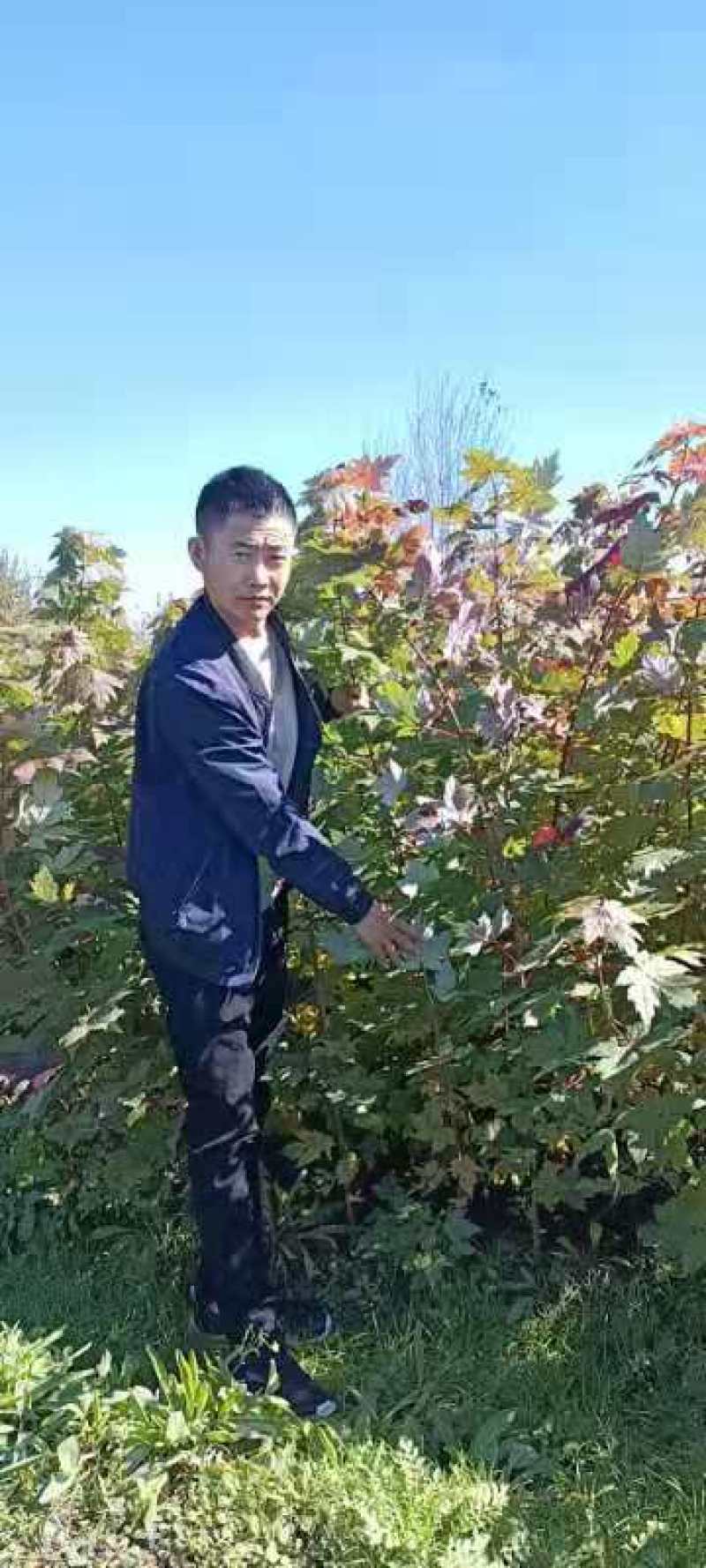 辽宁绿化苗木彩叶树美国红枫秋火焰规格齐全量大优惠