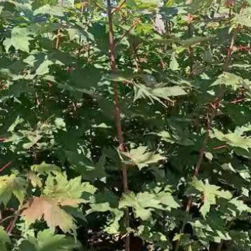 辽宁绿化苗木彩叶树美国红枫秋火焰规格齐全量大优惠