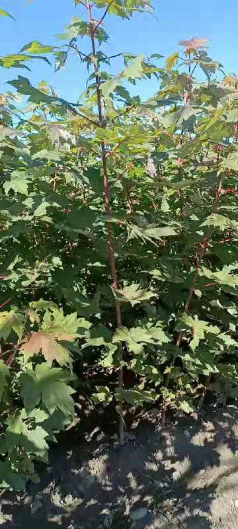 辽宁绿化苗木彩叶树美国红枫秋火焰规格齐全量大优惠