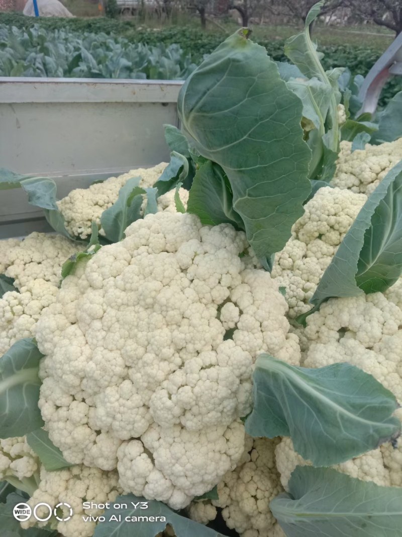 【松花菜】砀山精品花菜大量有货保质保量要的联系