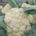 【松花菜】砀山精品花菜大量有货保质保量要的联系