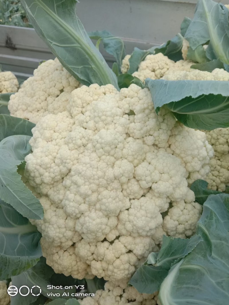 【松花菜】砀山精品花菜大量有货保质保量要的联系