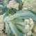 【松花菜】砀山精品花菜大量有货保质保量要的联系